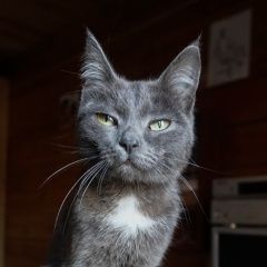 Подробнее об объявлении «Пропала кошка 24 мая, посёлок аэропорт ул. стартовая Улан-Удэ» Фото: пропала кошка  «Пропала кошка 24 мая, посёлок аэропорт ул....» в г. Улан-Удэ