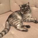 Подробнее об объявлении «Пропал кот, рублево-успенское ш. Жуковка» Фото: пропала кошка Британская короткошерстная «Пропал кот, рублево-успенское ш. Жуковка» в г. Жуковка