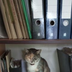 Подробнее об объявлении «Пропала кошка Бобруйск» Фото: пропала кошка  «Пропала кошка Бобруйск» в г. Бобруйск