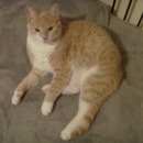 Подробнее об объявлении «Подольск Пропал кот» Фото: пропала кошка  «Подольск Пропал кот» в г. Подольск