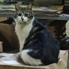 Подробнее об объявлении «Пропала кошка муся Санкт-Петербург» Фото: пропала кошка  «Пропала кошка муся Санкт-Петербург» в г. Санкт-Петербург