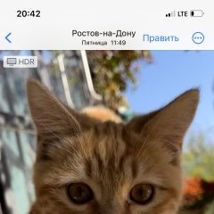 Подробнее об объявлении «Пропал кот молодой котик Ростов-на-Дону» Фото: пропала кошка  «Пропал кот молодой котик Ростов-на-Дону» в г. Ростов-на-Дону