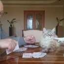 Подробнее об объявлении «Мытищи Пропал кот» Фото: пропала кошка Невская маскарадная «Мытищи Пропал кот» в г. Мытищи