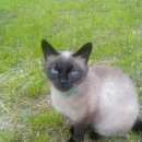 Подробнее об объявлении «Псков Пропала кошка» Фото: пропала кошка  «Псков Пропала кошка» в г. Псков