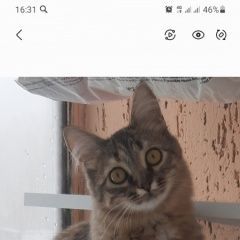 Подробнее об объявлении «Волгоград Пропала кошка кошечка зовут бася» Фото: пропала кошка  «Волгоград Пропала кошка кошечка зовут бася» в г. Волгоград