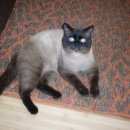 Подробнее об объявлении «Псков Пропал кот» Фото: пропала кошка  «Псков Пропал кот» в г. Псков