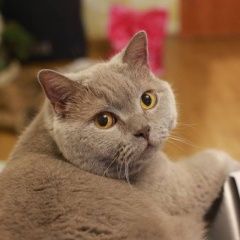 Подробнее об объявлении «Пропал кот ( кот ) Москва» Фото: пропала кошка Британская короткошерстная «Пропал кот ( кот ) Москва» в г. Москва