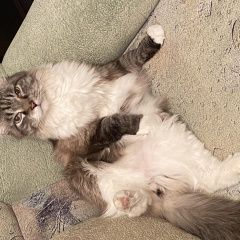 Подробнее об объявлении «Пропал кот помогите Новокузнецк» Фото: пропала кошка  «Пропал кот помогите Новокузнецк» в г. Новокузнецк