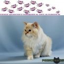 Подробнее об объявлении «Пропал кот умка в е, микрорайон в Троицк» Фото: пропала кошка Невская маскарадная «Пропал кот умка в е, микрорайон в Троицк» в г. Троицк