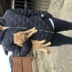 Подробнее об объявлении «Анапа Пропал кот рыжий котенок» Фото: пропала кошка  «Анапа Пропал кот рыжий котенок» в г. Анапа