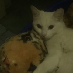 Подробнее об объявлении «Ухта Пропал кот белый кот» Фото: пропала кошка  «Ухта Пропал кот белый кот» в г. Ухта