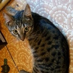 Подробнее об объявлении «Пропал кот помогите найти кота  Сходня» Фото: пропала кошка  «Пропал кот помогите найти кота  Сходня» в г. Сходня