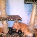 Подробнее об объявлении «Мытищи Пропал кот в ночь на октября» Фото: пропала кошка  «Мытищи Пропал кот в ночь на октября» в г. Мытищи