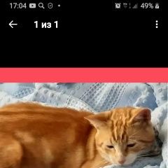 Подробнее об объявлении «Пропал кот - персик. Адлер» Фото: пропала кошка  «Пропал кот - персик. Адлер» в г. Адлер