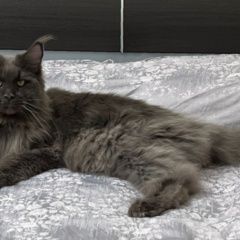 Подробнее об объявлении «Пропал кот Ивантеевка (Московская обл.)» Фото: пропала кошка Мейн-кун «Пропал кот Ивантеевка (Московская обл.)» в г. Ивантеевка (Московская обл.)