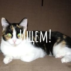 Подробнее об объявлении «Воронеж Пропала кошка трехшерстная» Фото: пропала кошка  «Воронеж Пропала кошка трехшерстная» в г. Воронеж