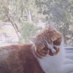 Подробнее об объявлении «Пропал кот найдите за вознаграждение Мариуполь» Фото: пропала кошка  «Пропал кот найдите за вознаграждение Мариуполь» в г. Мариуполь