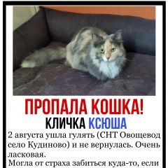 Подробнее об объявлении «Пропала кошка снт овощевод, богородский городской окру Старая Купавна» Фото: пропала кошка  «Пропала кошка снт овощевод, богородский...» в г. Старая Купавна