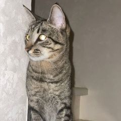 Подробнее об объявлении «Пропала кошка соня, п. неклюдово Бор» Фото: пропала кошка  «Пропала кошка соня, п. неклюдово Бор» в г. Бор