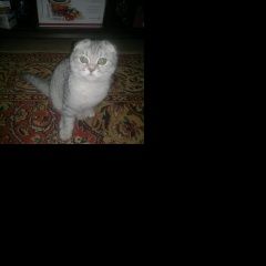 Подробнее об объявлении «Пропал котенок-мальчик мес Воскресенск» Фото: пропала кошка  «Пропал котенок-мальчик мес Воскресенск» в г. Воскресенск