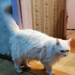 Подробнее об объявлении «Пропал кот Комсомольск-на-Амуре» Фото: пропала кошка  «Пропал кот Комсомольск-на-Амуре» в г. Комсомольск-на-Амуре