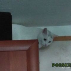 Подробнее об объявлении «Пропала кошка. Санкт-Петербург» Фото: пропала кошка  «Пропала кошка. Санкт-Петербург» в г. Санкт-Петербург
