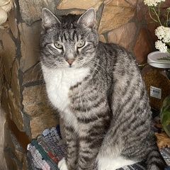 Картинка пропала кошка В городе Омск потерялся котик. Омск