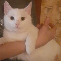 Подробнее об объявлении «Москва Пропал кот белый» Фото: пропала кошка  «Москва Пропал кот белый» в г. Москва