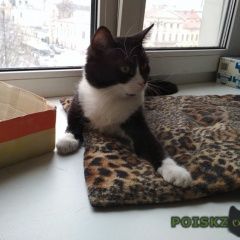 Подробнее об объявлении «Пропала кошка Санкт-Петербург» Фото: пропала кошка  «Пропала кошка Санкт-Петербург» в г. Санкт-Петербург