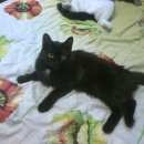 Подробнее об объявлении «Омск Пропала кошка» Фото: пропала кошка  «Омск Пропала кошка» в г. Омск