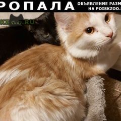 Подробнее об объявлении «Москва Пропал кот» Фото: пропала кошка  «Москва Пропал кот» в г. Москва