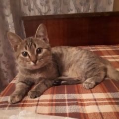 Подробнее об объявлении «Пропала кошка Уфа» Фото: пропала кошка  «Пропала кошка Уфа» в г. Уфа