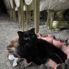 Подробнее об объявлении «Пропал кот Шымкент (Чимкент)» Фото: пропала кошка Британская короткошерстная кошка «Пропал кот Шымкент (Чимкент)» в г. Шымкент (Чимкент)