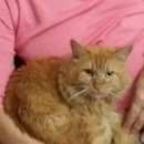 Подробнее об объявлении «Люберцы Пропал кот» Фото: пропала кошка  «Люберцы Пропал кот» в г. Люберцы