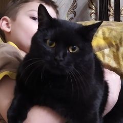 Подробнее об объявлении «Пропал кот черный кот Уфа» Фото: пропала кошка  «Пропал кот черный кот Уфа» в г. Уфа