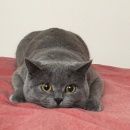 Подробнее об объявлении «Иваново Пропала кошка помогите» Фото: пропала кошка Британская короткошерстная «Иваново Пропала кошка помогите» в г. Иваново