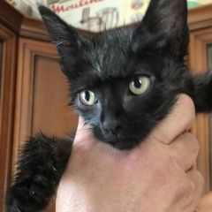 Подробнее об объявлении «Пропал кот Можайск» Фото: пропала кошка  «Пропал кот Можайск» в г. Можайск