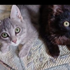 Подробнее об объявлении «Пропала кошка ко.тята Бердск» Фото: пропала кошка  «Пропала кошка ко.тята Бердск» в г. Бердск
