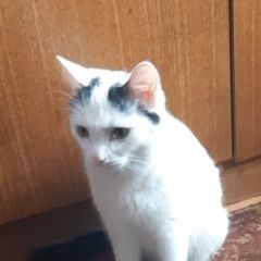 Подробнее об объявлении «Пропала кошка Омск» Фото: пропала кошка  «Пропала кошка Омск» в г. Омск