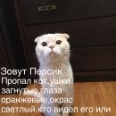 Подробнее об объявлении «Пропал кот Сергиев Посад» Фото: пропала кошка Британская короткошерстная «Пропал кот Сергиев Посад» в г. Сергиев Посад
