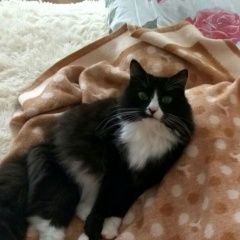 Подробнее об объявлении «Пропал кот срочно Тверь» Фото: пропала кошка  «Пропал кот срочно Тверь» в г. Тверь