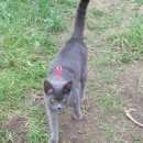 Подробнее об объявлении «Пропал кот Троицк» Фото: пропала кошка Русская голубая «Пропал кот Троицк» в г. Троицк