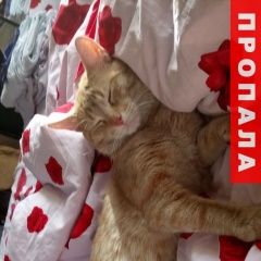 Подробнее об объявлении «Пропал кот рыжий кот Москва» Фото: пропала кошка  «Пропал кот рыжий кот Москва» в г. Москва