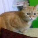 Подробнее об объявлении «Омск Пропал кот рыжий (кастрат) сильно тоскуем» Фото: пропала кошка  «Омск Пропал кот рыжий (кастрат) сильно тоскуем» в г. Омск