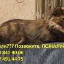 Подробнее об объявлении «Тольятти Пропала кошка» Фото: пропала кошка  «Тольятти Пропала кошка» в г. Тольятти