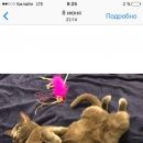 Подробнее об объявлении «Пропала кошка Серпухов» Фото: пропала кошка Русская голубая «Пропала кошка Серпухов» в г. Серпухов