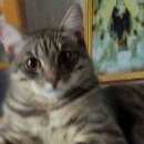 Подробнее об объявлении «Омск Пропал кот» Фото: пропала кошка  «Омск Пропал кот» в г. Омск