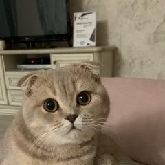Подробнее об объявлении «Пропал кот шотландский Борисоглебск» Фото: пропала кошка Британская короткошерстная кошка «Пропал кот шотландский Борисоглебск» в г. Борисоглебск