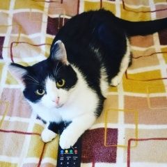 Подробнее об объявлении «Пропал кот Железнодорожный (Московск.)» Фото: пропала кошка  «Пропал кот Железнодорожный (Московск.)» в г. Железнодорожный (Московск.)