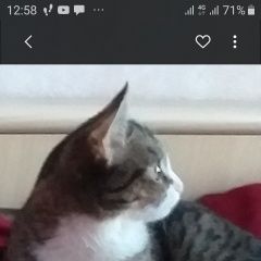 Подробнее об объявлении «Пропала кошка потерялась 18 июля Москва» Фото: пропала кошка  «Пропала кошка потерялась 18 июля Москва» в г. Москва